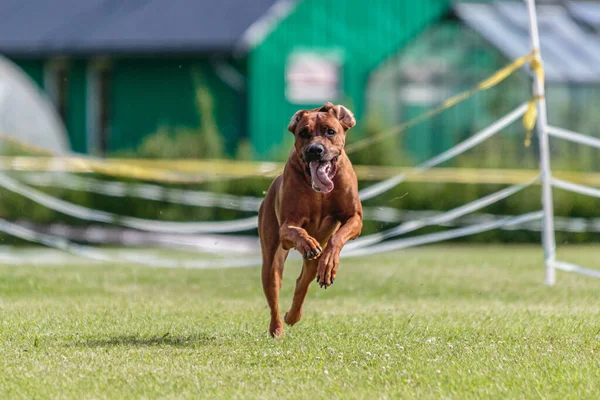 Cão Correndo Campo Verde Atrair Competição Curso — Fotografia de Stock