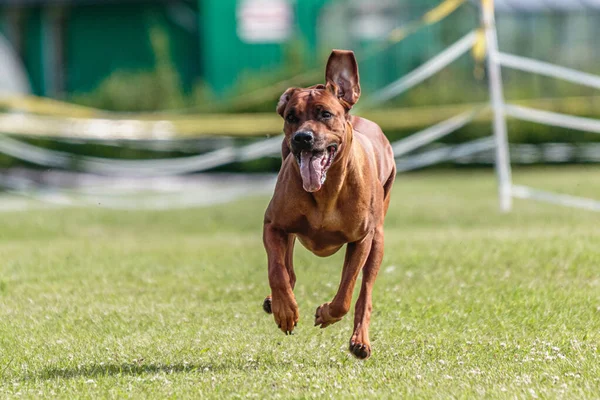 Собака Бігає Зеленому Полі Змаганнях Приманки — стокове фото
