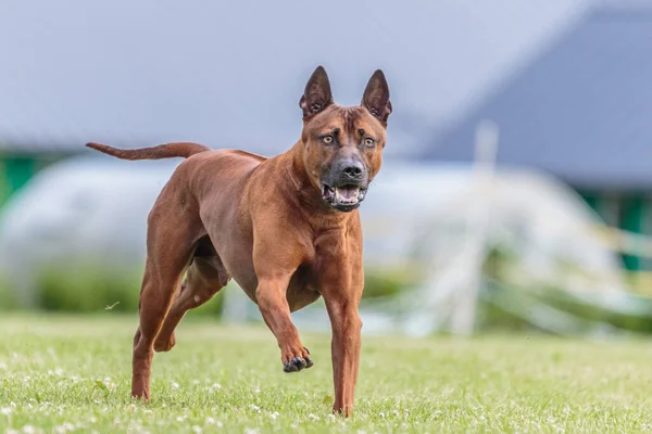 泰国脊背犬在绿地上奔跑引诱求爱比赛 — 图库照片