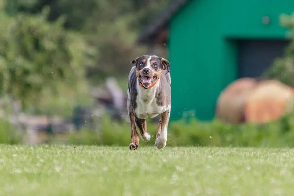 Catahoula Leopard Dog Corriendo Campo Verde Competencia Señuelos — Foto de Stock