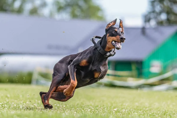 Doberman Pinscher Biegnie Zielonym Polu Zawodach Przynęt — Zdjęcie stockowe