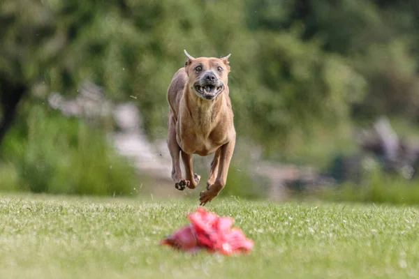 Thai Ridgeback Kutya Fut Zöld Területen Csali Coursing Verseny — Stock Fotó