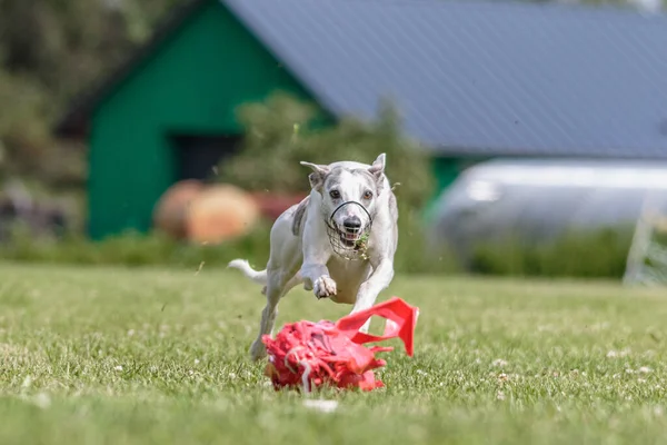 海狗在绿地上奔跑引诱求爱比赛 — 图库照片