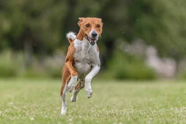 Basenji Chien Courir Dans Champ Vert Sur Leurre Course Compétition — Photo