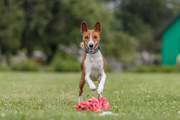 Basenji Dog Running Green Field Lure Coursing Competition — Stok Foto
