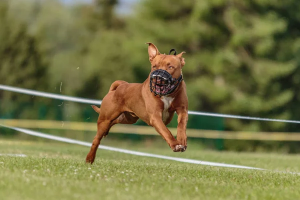 美国斗牛犬在绿地上奔跑以引诱求爱 — 图库照片