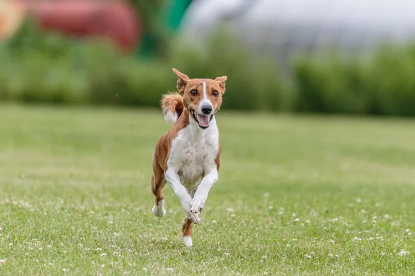 巴森吉狗在绿地上奔跑引诱求爱比赛 — 图库照片