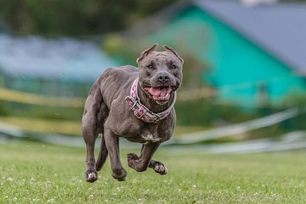 Американський Pit Bull Terrier Працює Зеленому Полі Звабливих Курсуючих Змаганнях — стокове фото