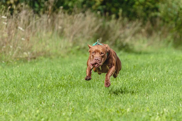 American Pit Bull Terrier Esecuzione Sul Campo — Foto Stock