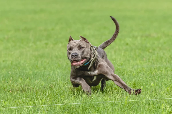 American Pit Bull Terrier Esecuzione Sul Campo — Foto Stock