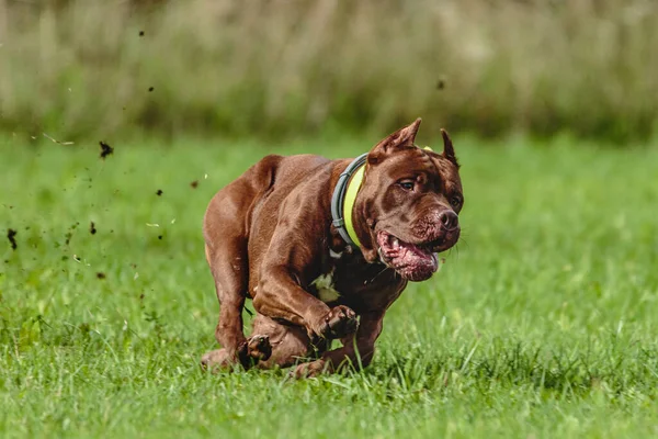 American Pit Bull Terrier Corriendo Campo — Foto de Stock