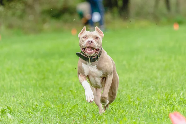 American Pit Bull Terrier Esecuzione Sul Campo — Foto Stock