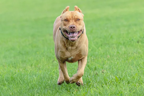 Amerikai Pit Bull Terrier Fut Területen — Stock Fotó