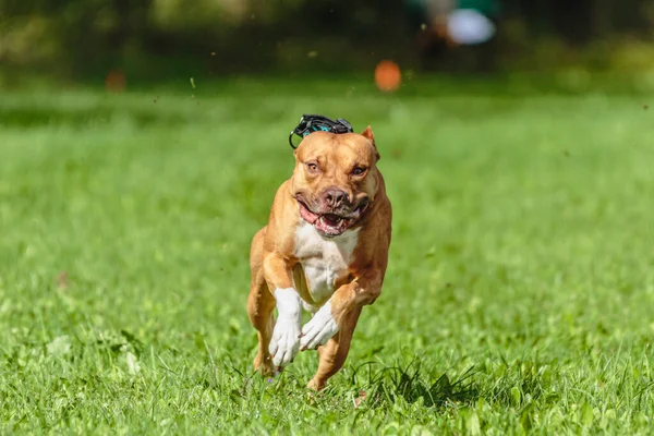 American Pit Bull Terrier Correndo Campo — Fotografia de Stock