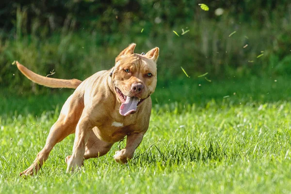 American Pit Bull Terrier Corriendo Campo — Foto de Stock