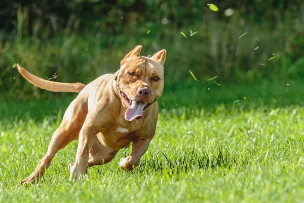 在田里跑来跑去的美国斗牛犬 — 图库照片