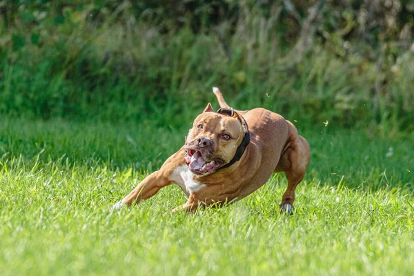 Americký Pitbulteriér Běžící Terénu — Stock fotografie