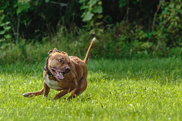 American Pit Bull Terrier Esecuzione Sul Campo — Foto Stock