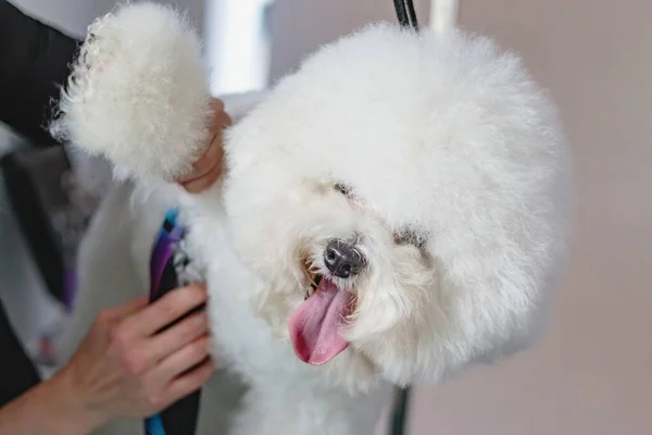 Hund Bekommt Haarschnitt Mit Schere Pflegesalon Und Haustier Wellness — Stockfoto