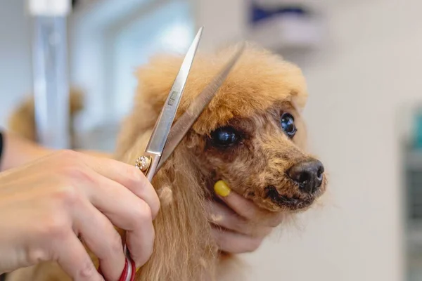 Hond Krijgen Kapsel Met Schaar Bij Grooming Salon Huisdier Spa — Stockfoto