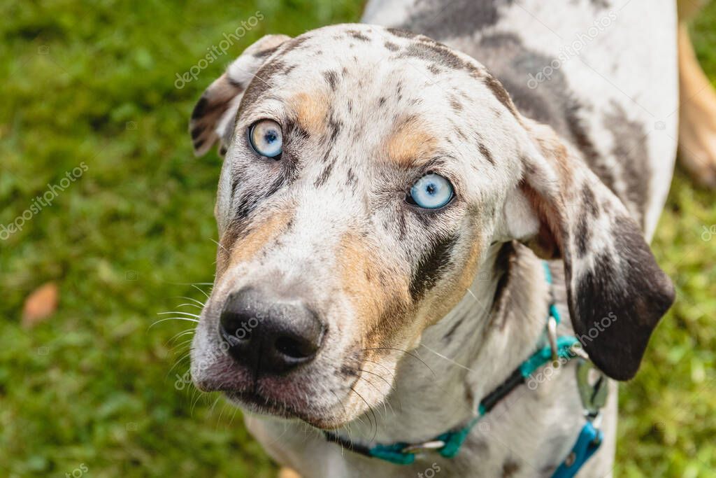 Leopard Cur Catahoula Leopard Dog Breeders East Coast Blue Merle