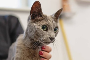 Kedi kuaförde saç tıraşı oluyor ve kaplıca yaptırıyor.