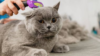 Kedi kuaförde saç tıraşı oluyor ve kaplıca yaptırıyor.