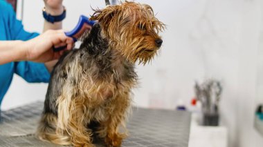 Köpek, kuaförde ve kaplıcada banyo yapıyor.