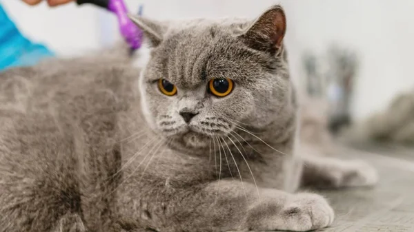 Cat Getting Haircut Table Grooming Salon Pet Spa — Stock Photo, Image