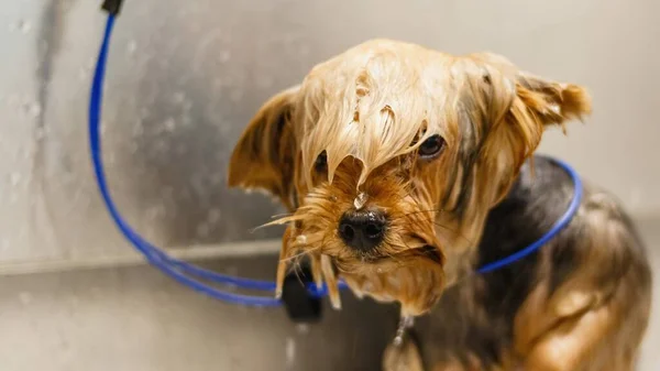 Мыть Собаку Ванной Салоне Уходу Животными Спа Салоне — стоковое фото