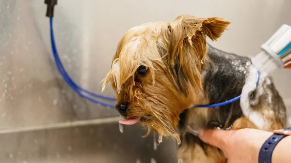 Chien Laver Dans Bain Salon Toilettage Spa Pour Animaux Compagnie — Photo