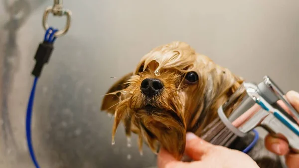 Мыть Собаку Ванной Салоне Уходу Животными Спа Салоне — стоковое фото