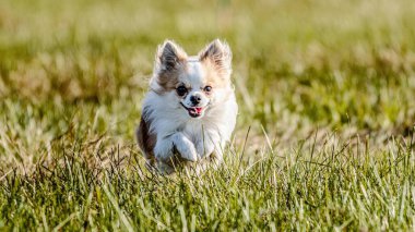 Köpek, güneşli havayla yarışmak için tarlada koşuyor.