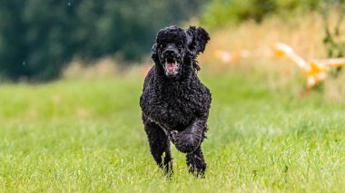 Köpek, güneşli havayla yarışmak için tarlada koşuyor.