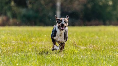 Catahoula Leopar Köpeği tuzak kurma yarışmasında sahada koşuyor.