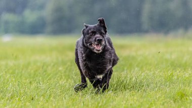Köpek, güneşli havayla yarışmak için tarlada koşuyor.