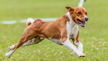 Basenji köpeği yeşil alanda koşuyor. Yem kursu yarışmasında.