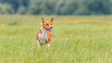 Basenji köpeği tuzak kurma yarışmasında sahada koşuyor.