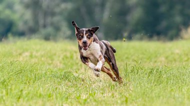 Catahoula Leopar Köpeği tuzak kurma yarışmasında sahada koşuyor.