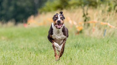 Catahoula Leopar Köpeği tuzak kurma yarışmasında sahada koşuyor.