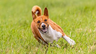 Basenji köpeği tuzak kurma yarışmasında sahada koşuyor.