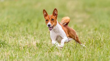 Basenji köpeği tuzak kurma yarışmasında sahada koşuyor.