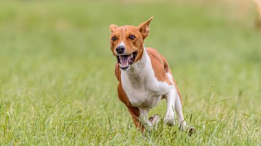 Basenji köpeği tuzak kurma yarışmasında sahada koşuyor.