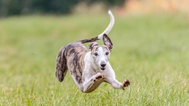 Tuzak kurma yarışmasında kırbaçlanan köpeğin uçan anı
