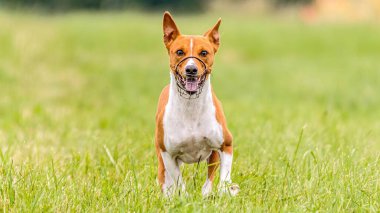 Basenji köpeği tuzak kurma yarışmasında sahada koşuyor.