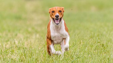Basenji köpeği tuzak kurma yarışmasında sahada koşuyor.
