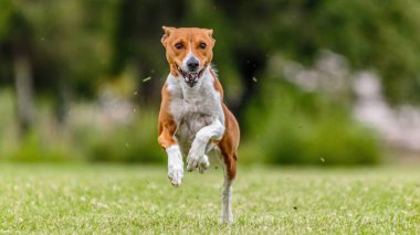 Basenji köpeği yeşil alanda koşuyor. Yem kursu yarışmasında.