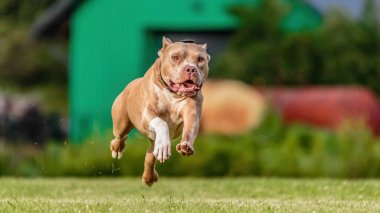 Amerikan Pitbull Teriyeri, yeşil alanda koşuyor. Yem yarışmasında.
