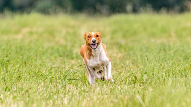 Basenji köpeği tuzak kurma yarışmasında sahada koşuyor.