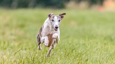 Kamçı köpeği yem yarışmasında sahada koşuyor.